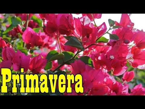 Deep House Primavera