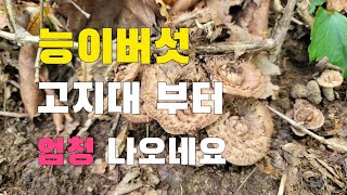 능이버섯 고지대부터 여기 저기 엄청나오네요 경기북부지방 능이버섯채취시기