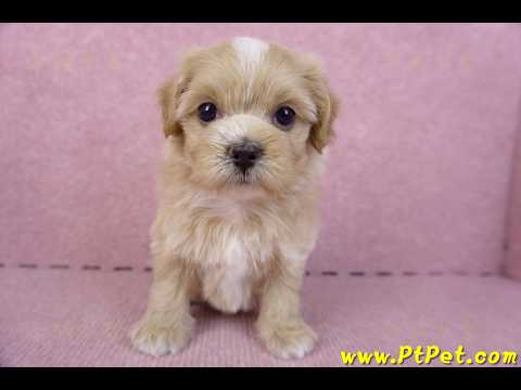 10/18馬爾泰迪母幼犬1號