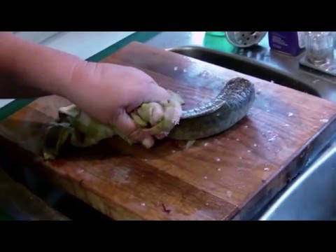 Undertale Undyne the Undying in a LONG Nutshell