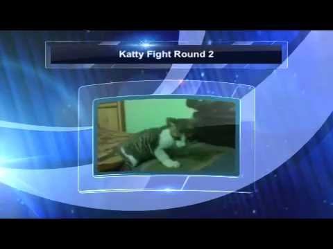 Cat funny video clips: India