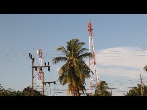 নারিকেলে রোগ ছড়াচ্ছে মোবাইল টাওয়ার??-প্রমাণ ও প্রতিকার