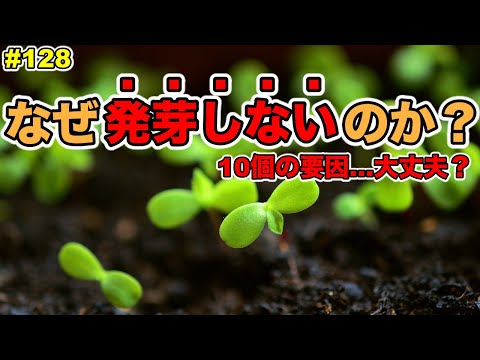 種が発芽しないのですが?最も一般的な 5 つの理由 トピックス