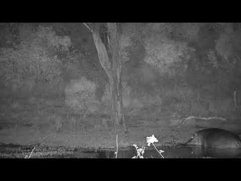 Djuma: Three Hippos leave the dam - 01:12 - 04/30/21