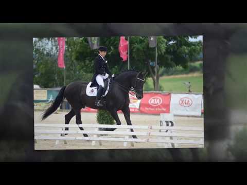 ANDALUSIAN BREEDERS - YEGUADA D PRESENTS BLACK PRE DRESSAGE BREEDING STALLION