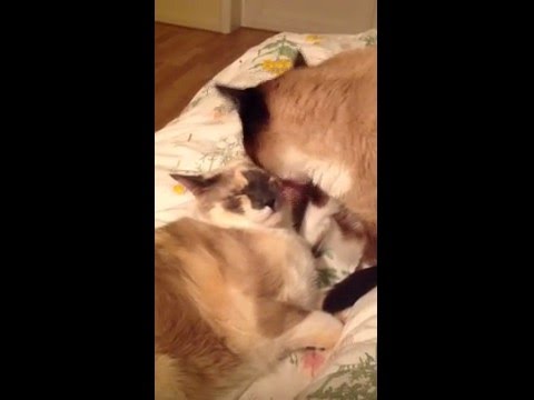 Cats licking each other. Ginger tries to pull Shanti's whiskers.