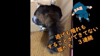 【猫　面白い　かわいい】隠れ切れてない猫たち　３連続！！