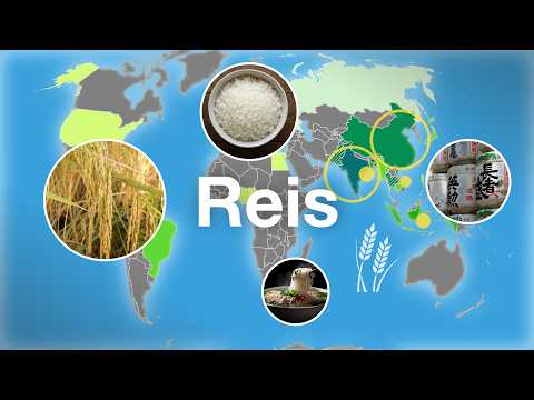 Where rice feeds the world: A look at cultivation and trade in maps