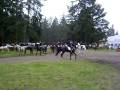 2008 Foxhunting