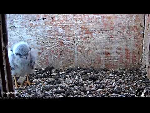 Kestrel Chick Plays With Feather And Pounces On Rocks – July 3, 2018