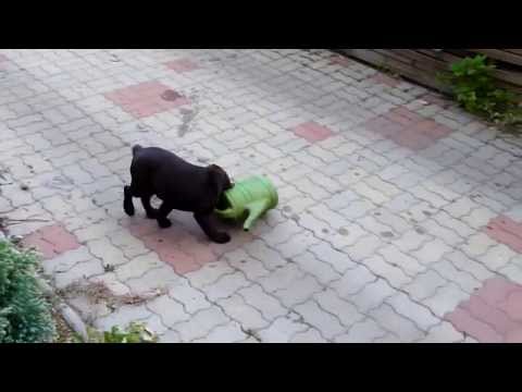 Bodza és a locsolókanna