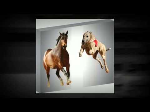 Adrenal Cortex + Injection