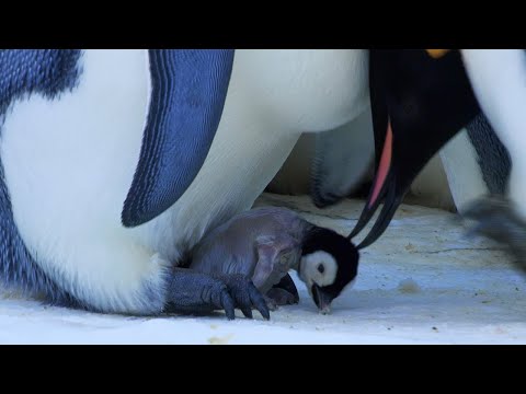Baby Penguin Transfer | Snow Chick: A Penguin's Tale | BBC Earth