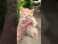 Tiny, Blind Kitten with Odds Stacked Against Him Battles for His Life