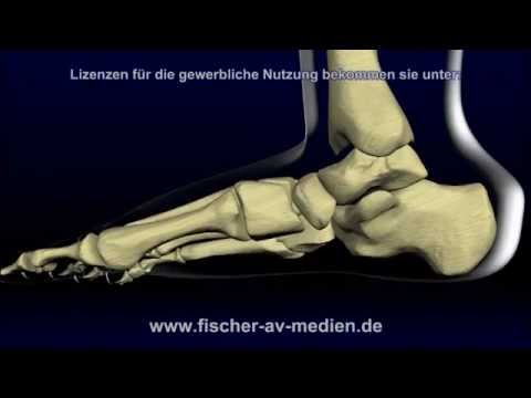 Der Fuß - kurz und bündig - Animation - Anatomie - Foot