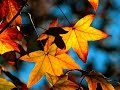 Autumn Leaves # Осенние Листья # Աշնանային Տերևներ 
