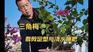 三角梅的蓄剪定型及种养中的控水与施肥