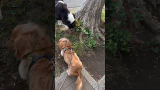 うちの子　#ボーダーコリー #カニンヘンダックス#犬のいる暮らし#アジリティ