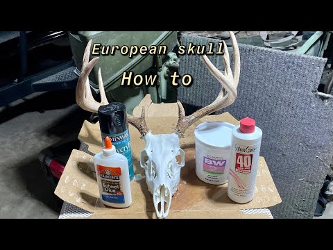 How to do a European Skull Mount (DIY)