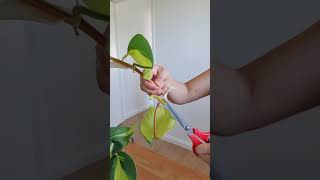 Propagating my Brazil Philodendron part 2 #shorts