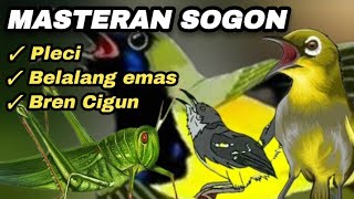 Download lagu MASTERAN SOGON ISIAN PLECI,BELALANG EMAS,BREN CIGUN#sogon #sogokontong mp3