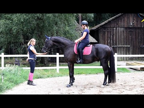 Wallach Doni beim Pferde- u. Reitercheck auf Hof Eicheneck