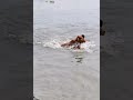 Cow Bathing In River