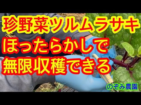 園芸 三姉妹、先祖伝来の栽培技術