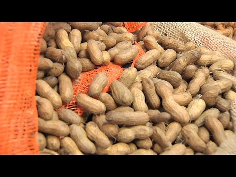 download lagu mp3 mp4 Hardy Farms Fresh Green Peanuts, download lagu Hardy Farms Fresh Green Peanuts gratis, unduh video klip Hardy Farms Fresh Green Peanuts