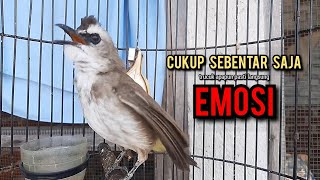 Download lagu trucukan gacor ROPEL PANJANG pancingan trucukan agar bunyi jadikan burung trucuk gacor NYAUT EMOSI mp3