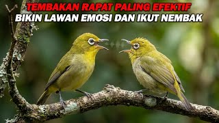 Download lagu PANCINGAN PLECI NEMBAK RAPAT WIT WIT WIT KENARI, BIKIN LAWAN IKUT GACOR DAN NEMBAK mp3