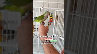 My Secret to Training Success with Quaker Parrot