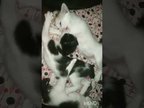 🥰🥰🥰😍😘🐭🐭 Ishakutumbavlogs ###viral video###