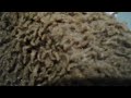 HowToBasic2 Howtobasic3346 HowToBasic Howtobasic6174 Nahtaniel Tankdemic