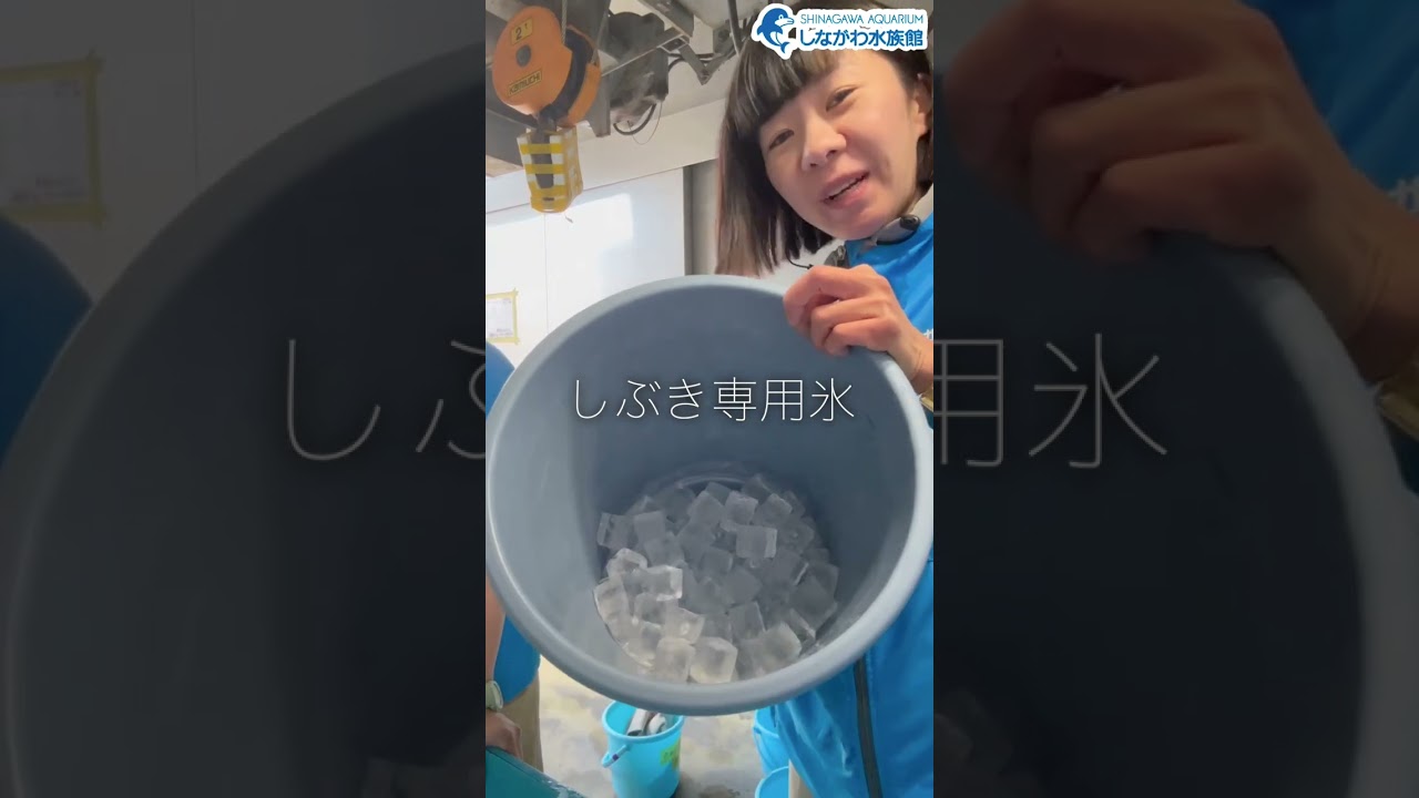 水族館飼育員のゆるゆるVlog①＠しながわ水族館【海獣】