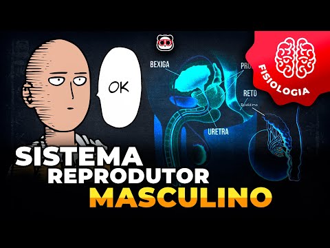 Sistema reprodutor masculino
