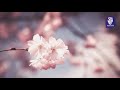 Surah Yasin Ar Rahman Al Mulk Al Waqiah Beautiful Recitation By Mishary Rashid Alafasy