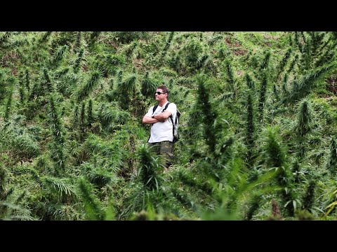 Strain Hunters RAW: Colombia - Behind the scene's with VICE - Part 4