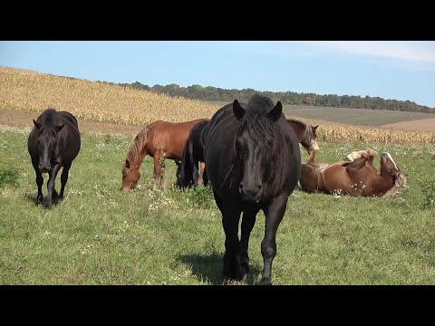 Caii, Vacile si Bivolitele lui Sile Roman de la Iclod, Cluj - 2022 Nou!!!