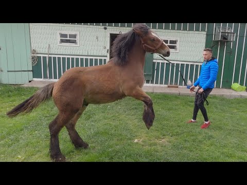 Mânzul lui Dumitru Huțan  Horodnic de Sus  Suceava