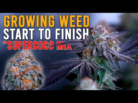 HOW I GREW WEED FROM START TO FINISH IN "SUPERCOCO MIX" JUST ADD WATER! CRAZY PLANT TRANSFORMATION