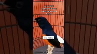 Download lagu Cara ampuh mengatasi murai batu over birahi #lombaburung #muraibatu #fyp mp3