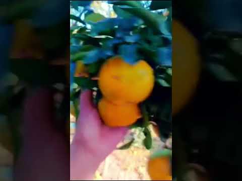 🍊 Beautiful Orange Tree Loaded with Fresh Oranges! 🌿✨