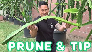 How To Prune A Mature Dragon Fruit Plant - Trim & Tip Branches For Lots Of Fruits!