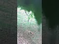 ASMR 3 Short Minutes Of Climbing Trees