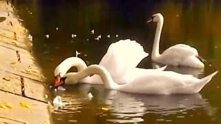 Sir James Galway Kojo No Tsuki