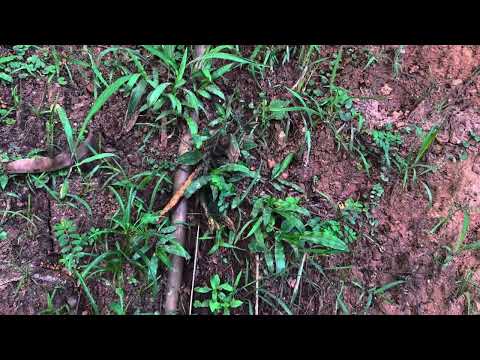 GATO NO FAVELÓDROMO GERA UM PREJUÍZO DE 2 MIL REAIS NA CONTA DE ÁGUA DO MEIO AMBIENTE DA CIDADE QUE NÃO DEU CERTO JUQUITIBA
