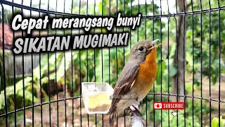Download lagu TERAPI BUNYI SIKATAN MUGIMAKI mp3