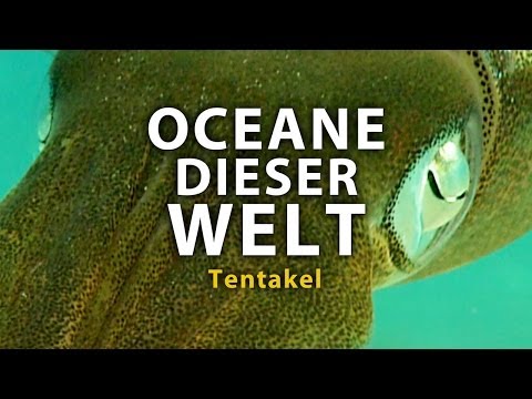 Ozeane dieser Welt - Tentakel (2011) [Dokumentation] | Film (deutsch)