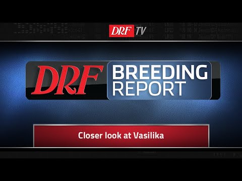 DRF Breeding Report - Closer Look at Vasilika